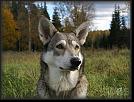 27 Hoest-Herbst-Autumn 07 * 3352 x 2547 * (4.09MB)